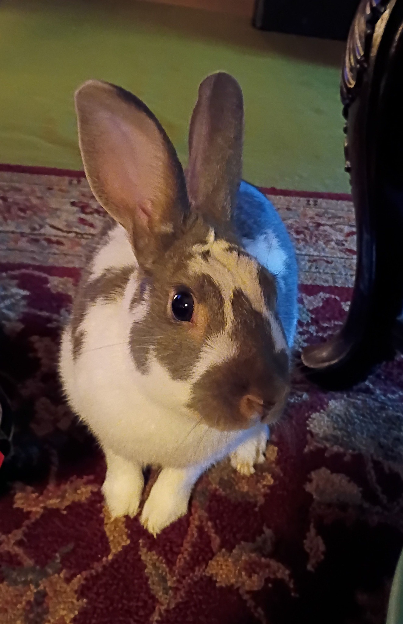 House Rabbit Society | Good Thursday morning everyone from my busy ...