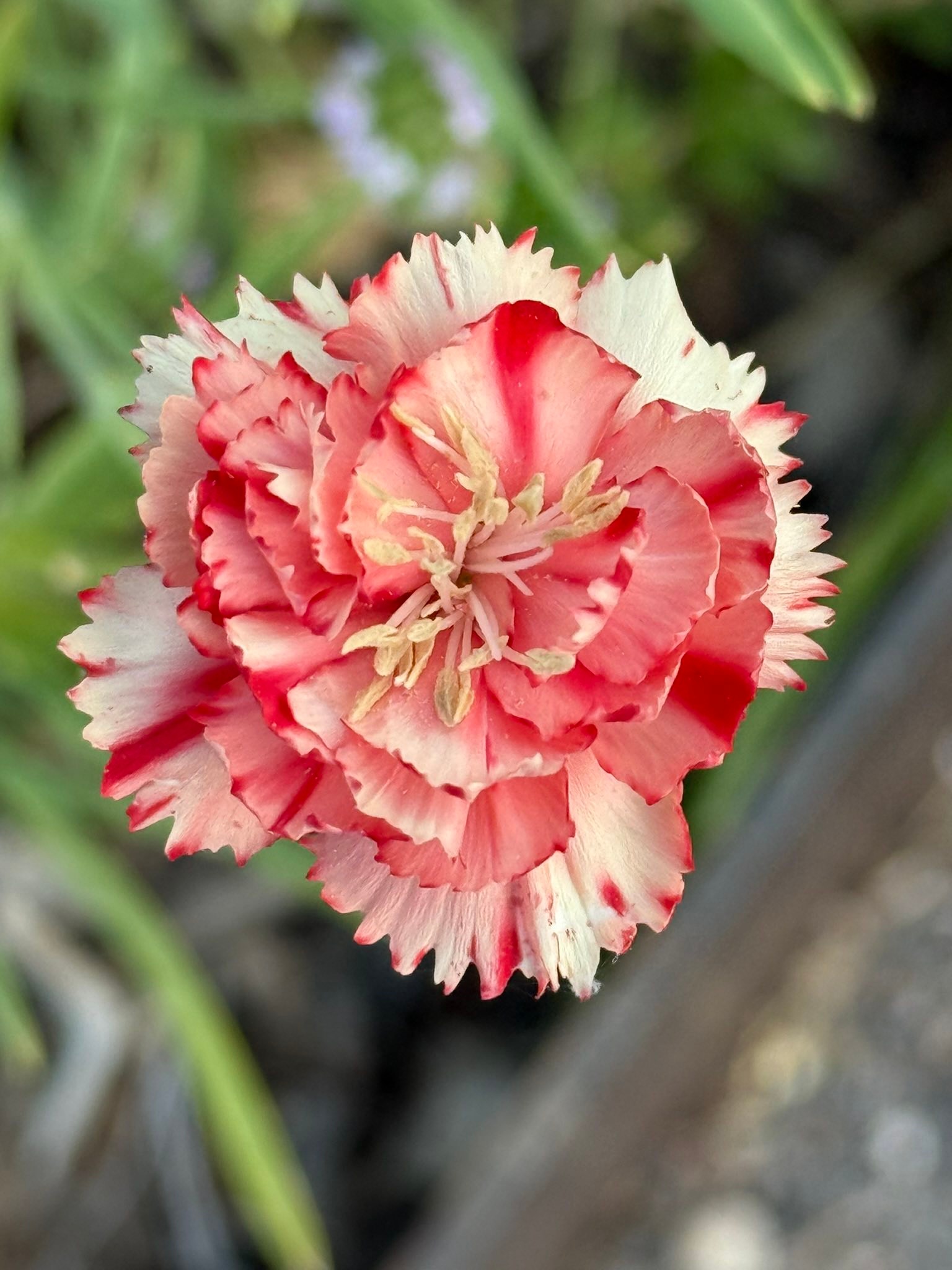 Spring flowers and memories of hope