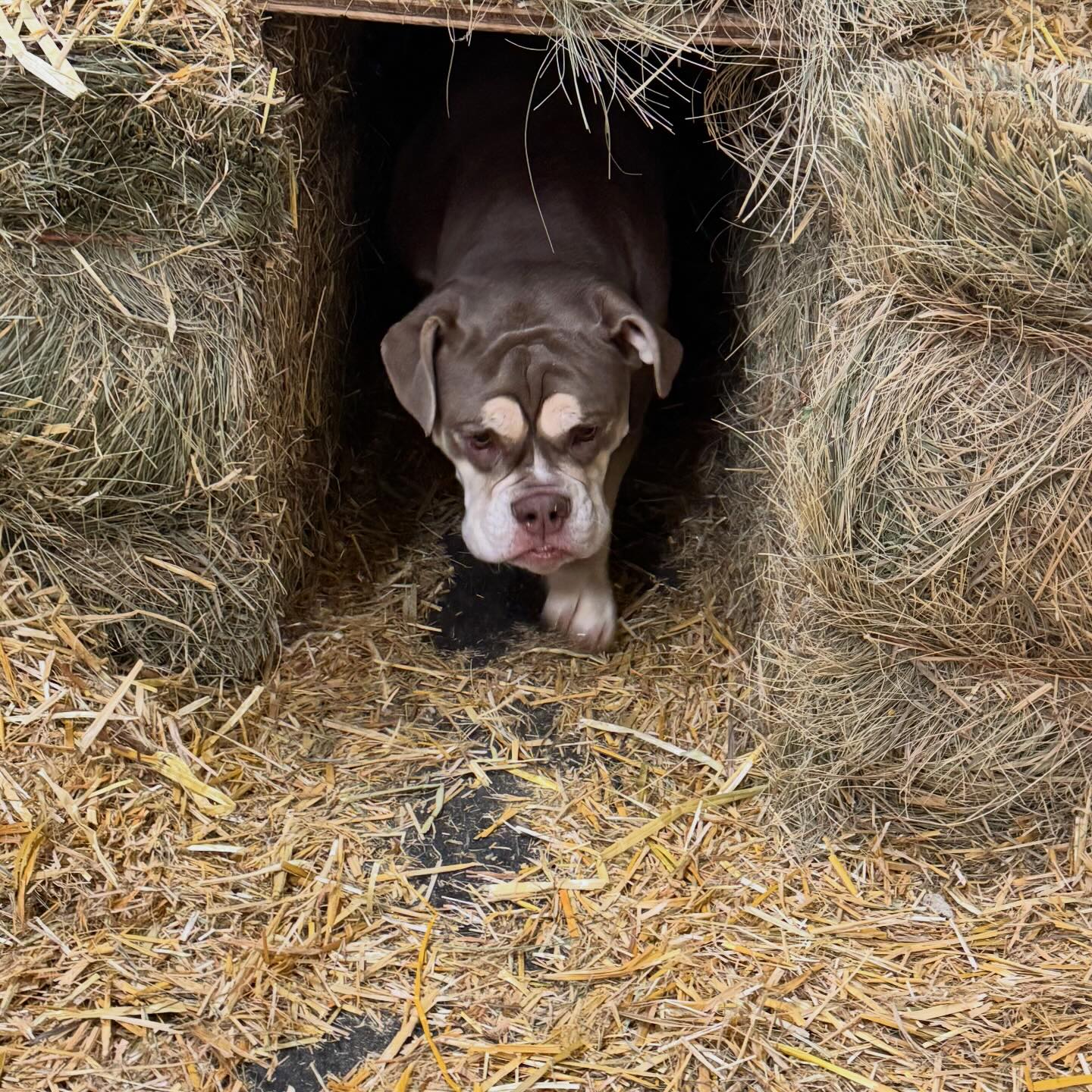 Hyper Hounds Dog Training... - Hyper Hounds Dog Training