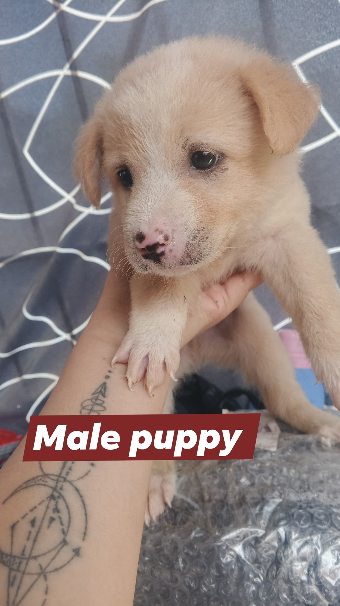 Dog and Cat Adoption MUNTINLUPA | Hi! I’m looking for someone who can ...