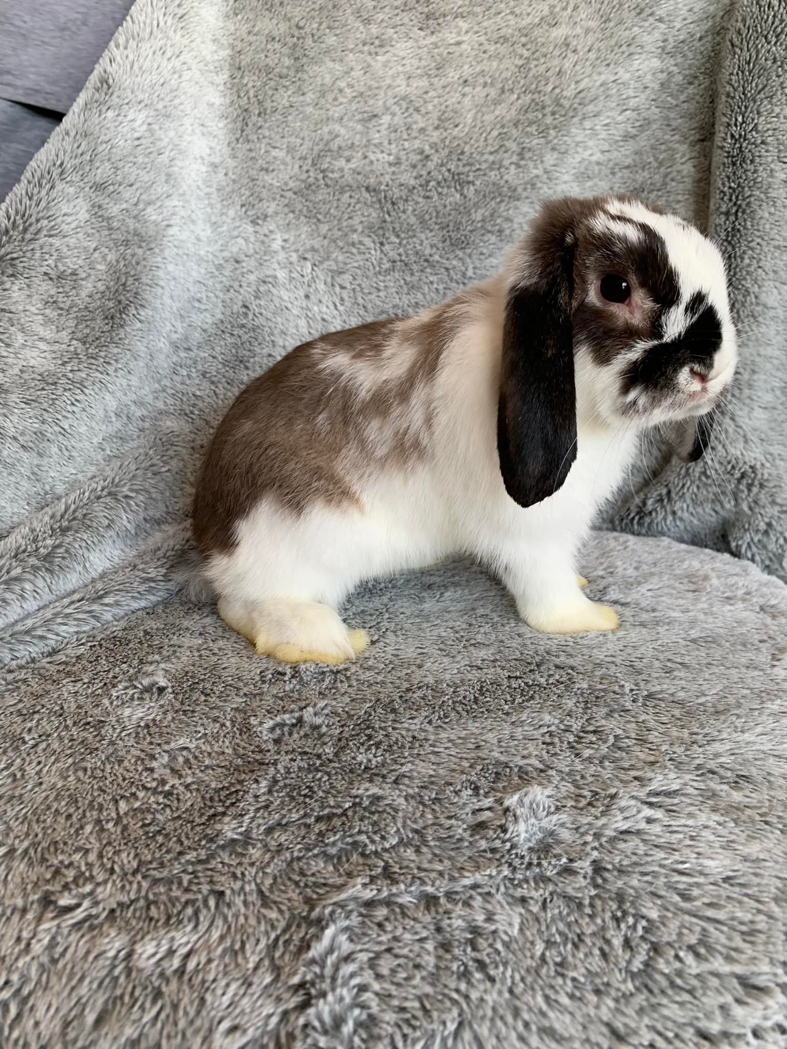 Redbud Rabbitry - Silver Marten baby! #lopearedrabbit #rabbitforsale # ...