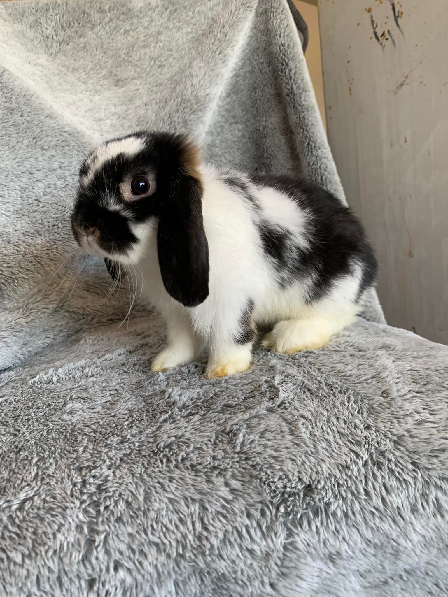 Redbud Rabbitry - Silver Marten baby! #lopearedrabbit #rabbitforsale # ...