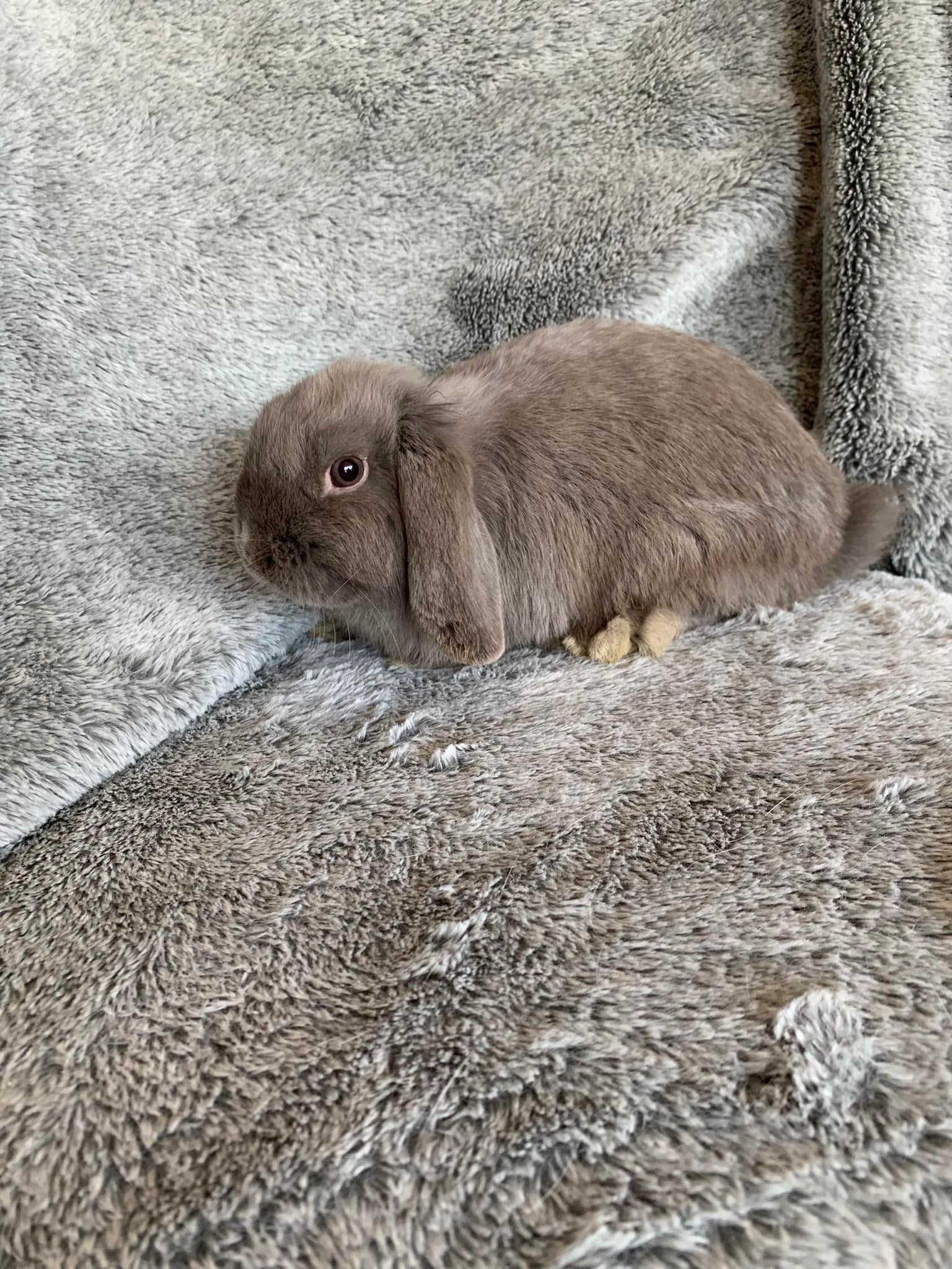 Redbud Rabbitry - Silver Marten baby! #lopearedrabbit #rabbitforsale # ...