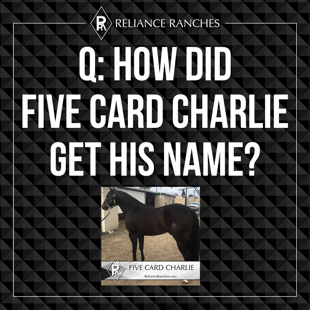 Can you guess how our horse, FIVE CARD... - Reliance Ranches