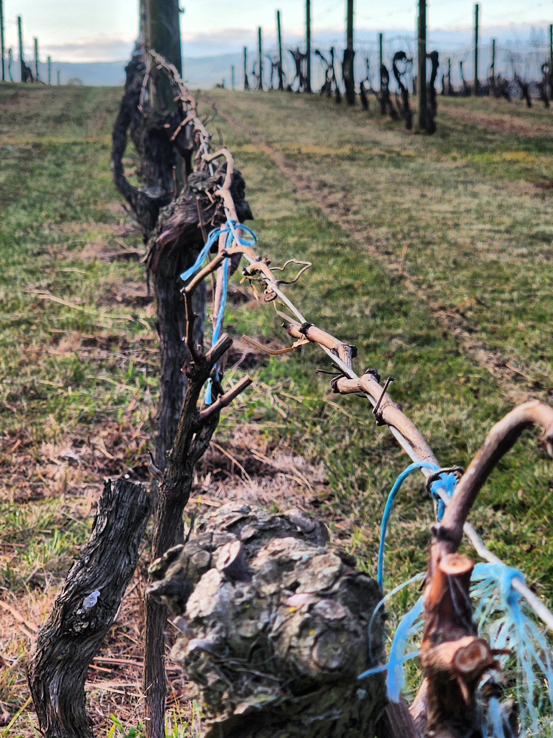Ripplebrook Winery | Ripplebrook VIC