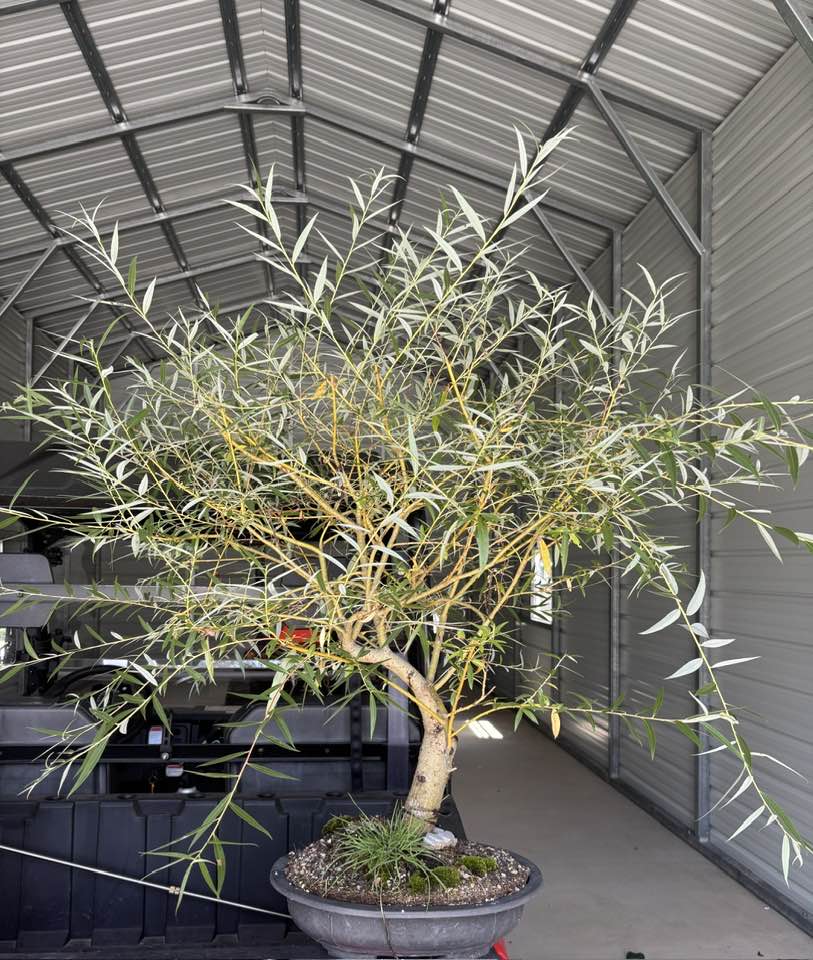 18 Live Willow Tree Cuttings For Planting - 5 To 8 Inch Stems, Grow Your Own Trees