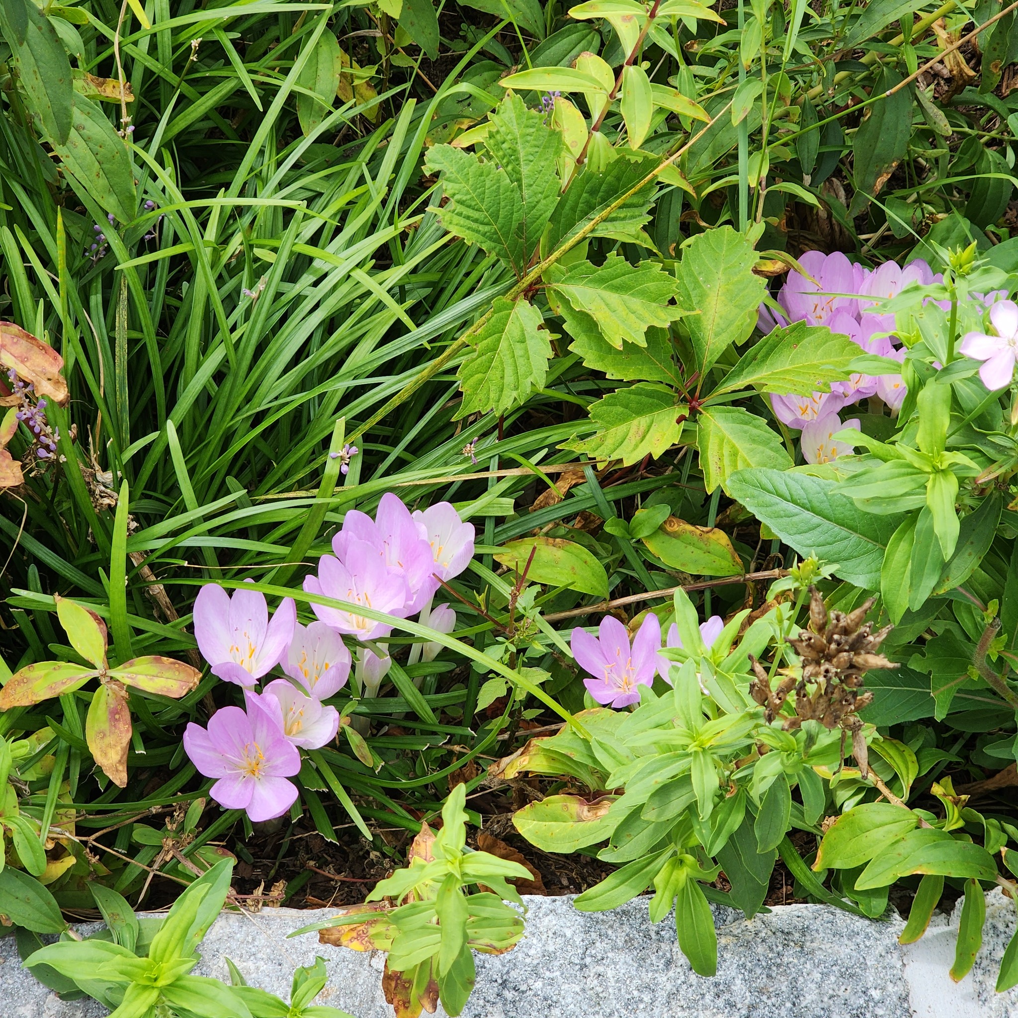 Compass Rose Center | Marstons Mills MA