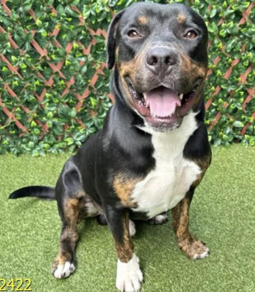 Rottweiler available for adoption in Palm Beach County