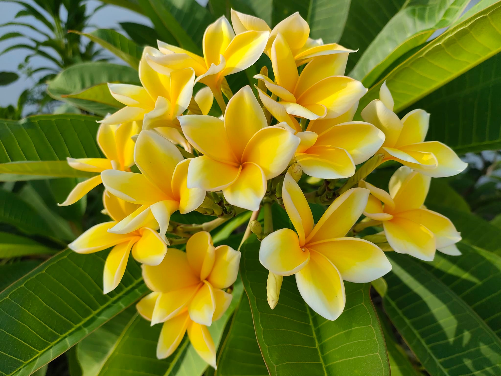 So excited!! My plumeria finally bloomed!! Was not expecting this