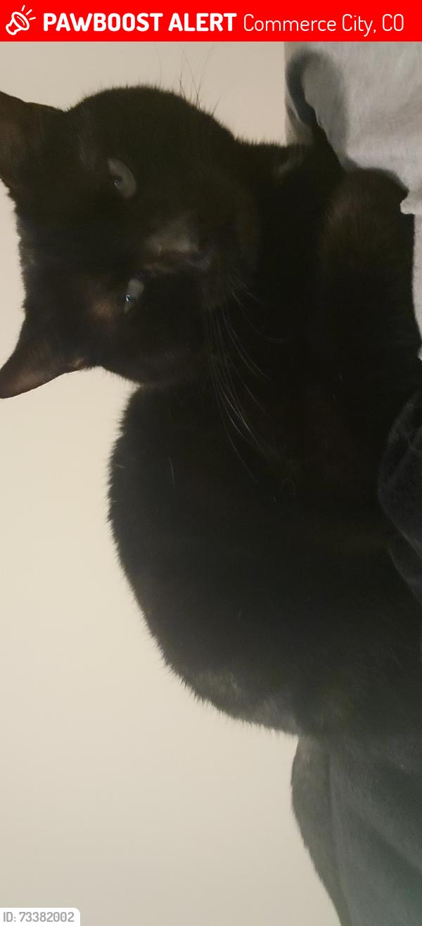 Lost cat Venus in Commerce City, CO on September 12, 2026