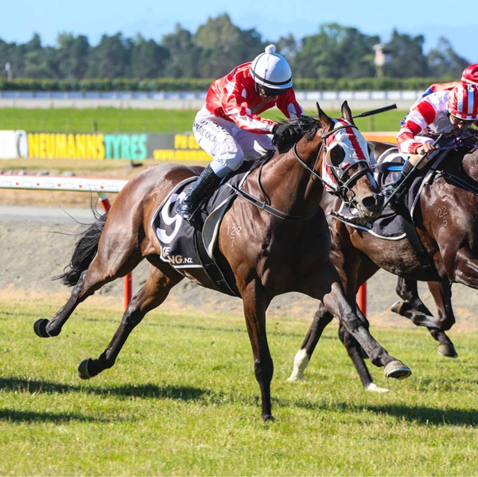 Pitman Racing Stables | Christchurch