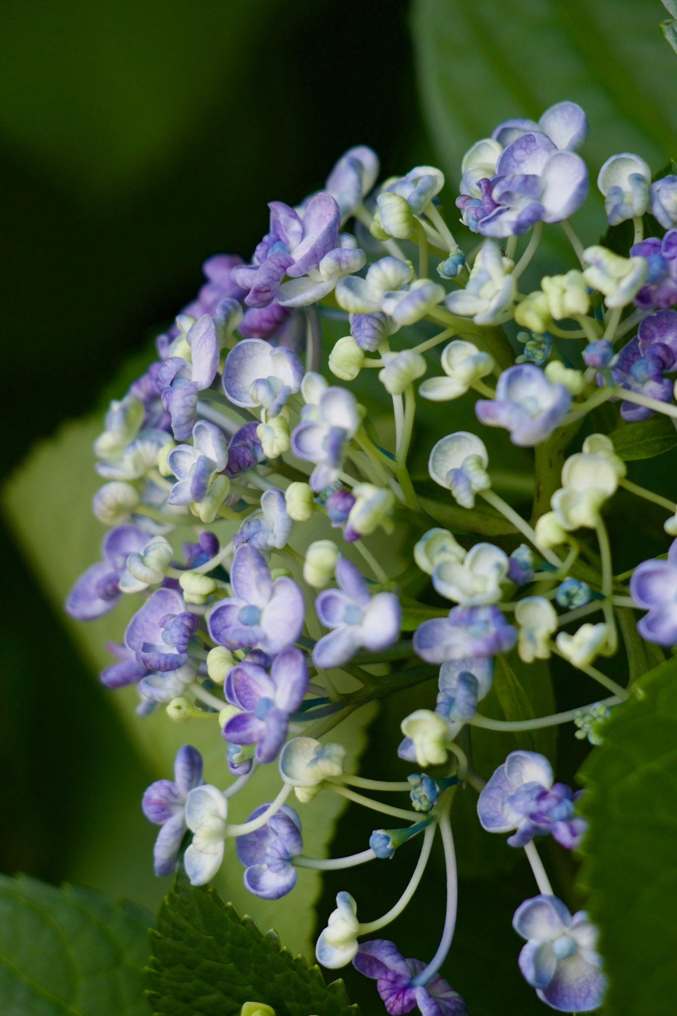 江戸の花 江戸時代から親しまれている おたふく紫陽花 本紫陽花の変種 