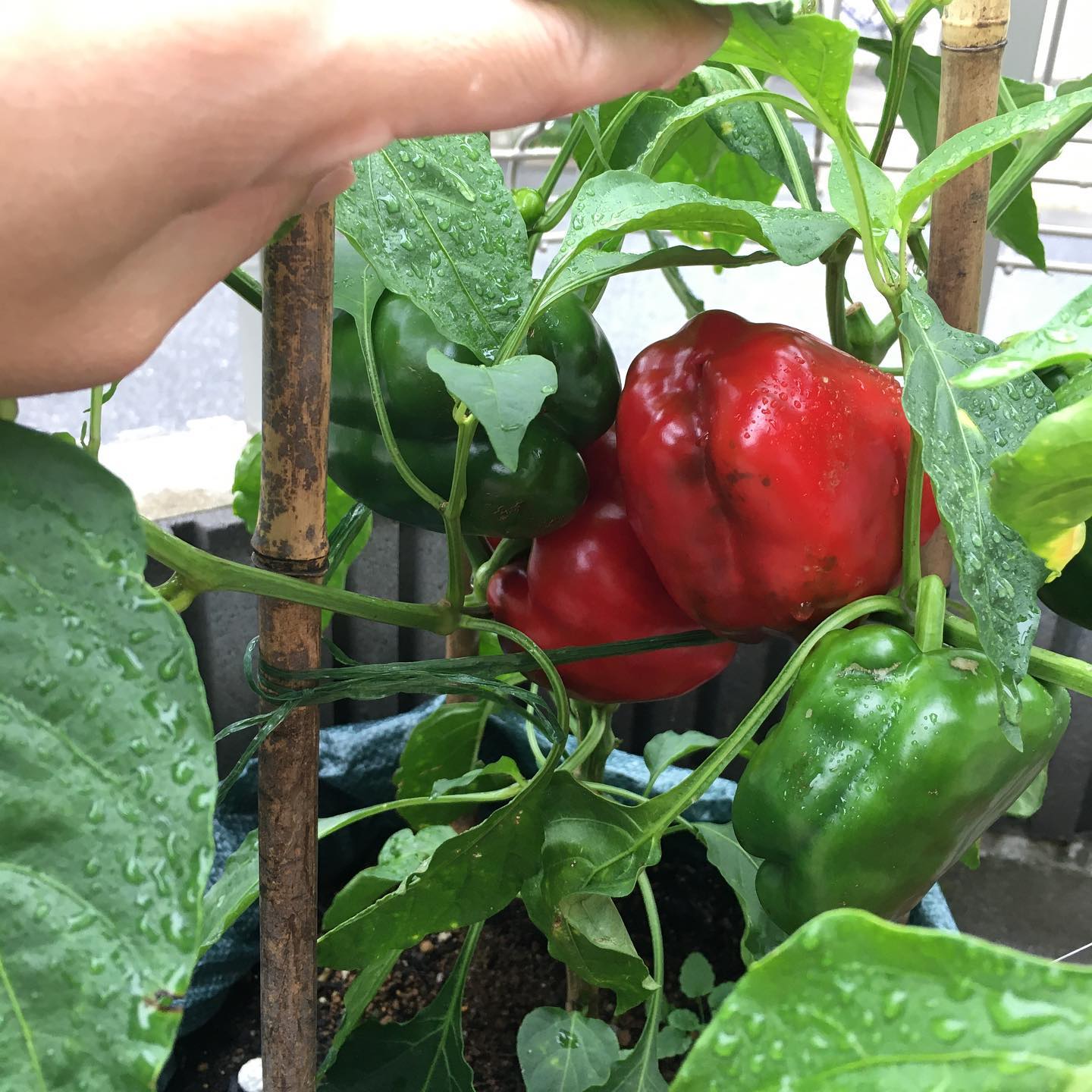 菜園バッグで家庭菜園 カラーピーマン収穫できました 菜園バッグ 家庭菜園 プランター菜園 Facebook