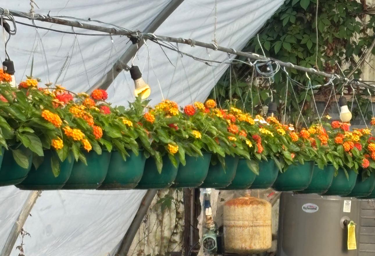 Cherry sunrise bandana lantana hanging baskets