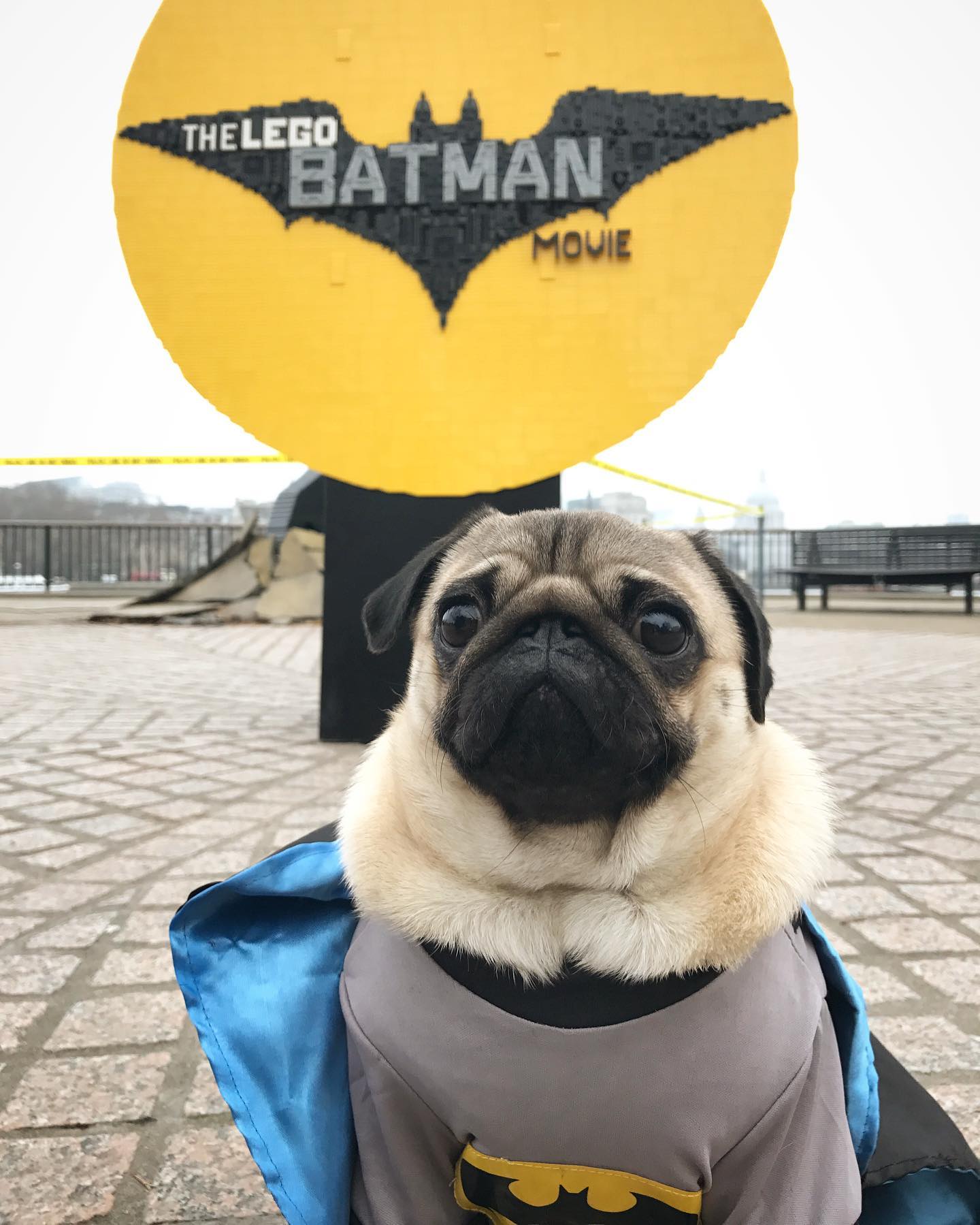 The Batpug - The Lego version ain’t got nothing on me 💪 | Facebook