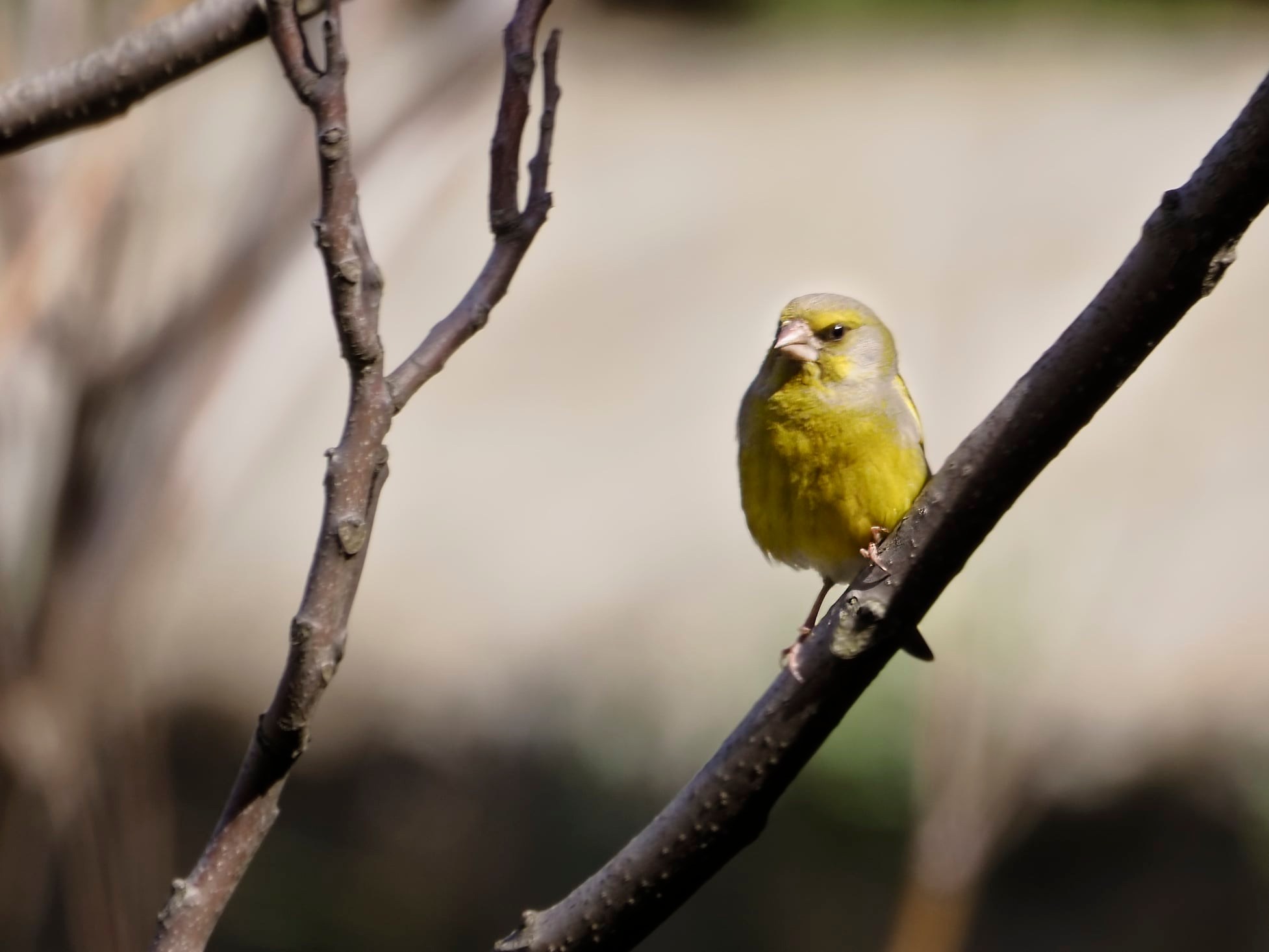 Oriental greenfinch photographed in Aomori Prefecture