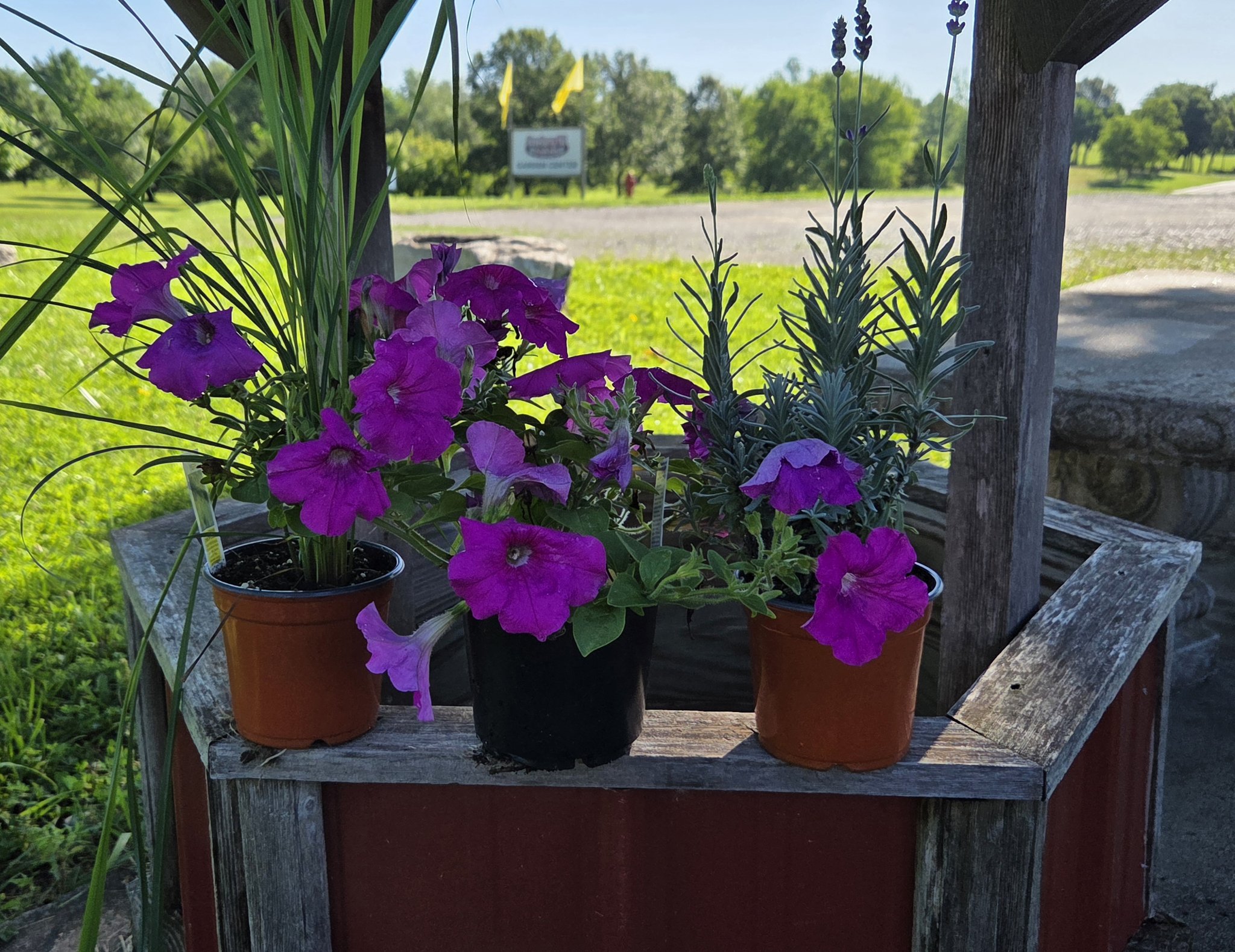 Last 2 days of the seasonand we are giving away a free lavender