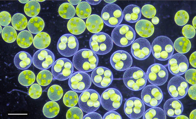ボルボックスページ New species of Volvox described, found in Imperial Palace moat
