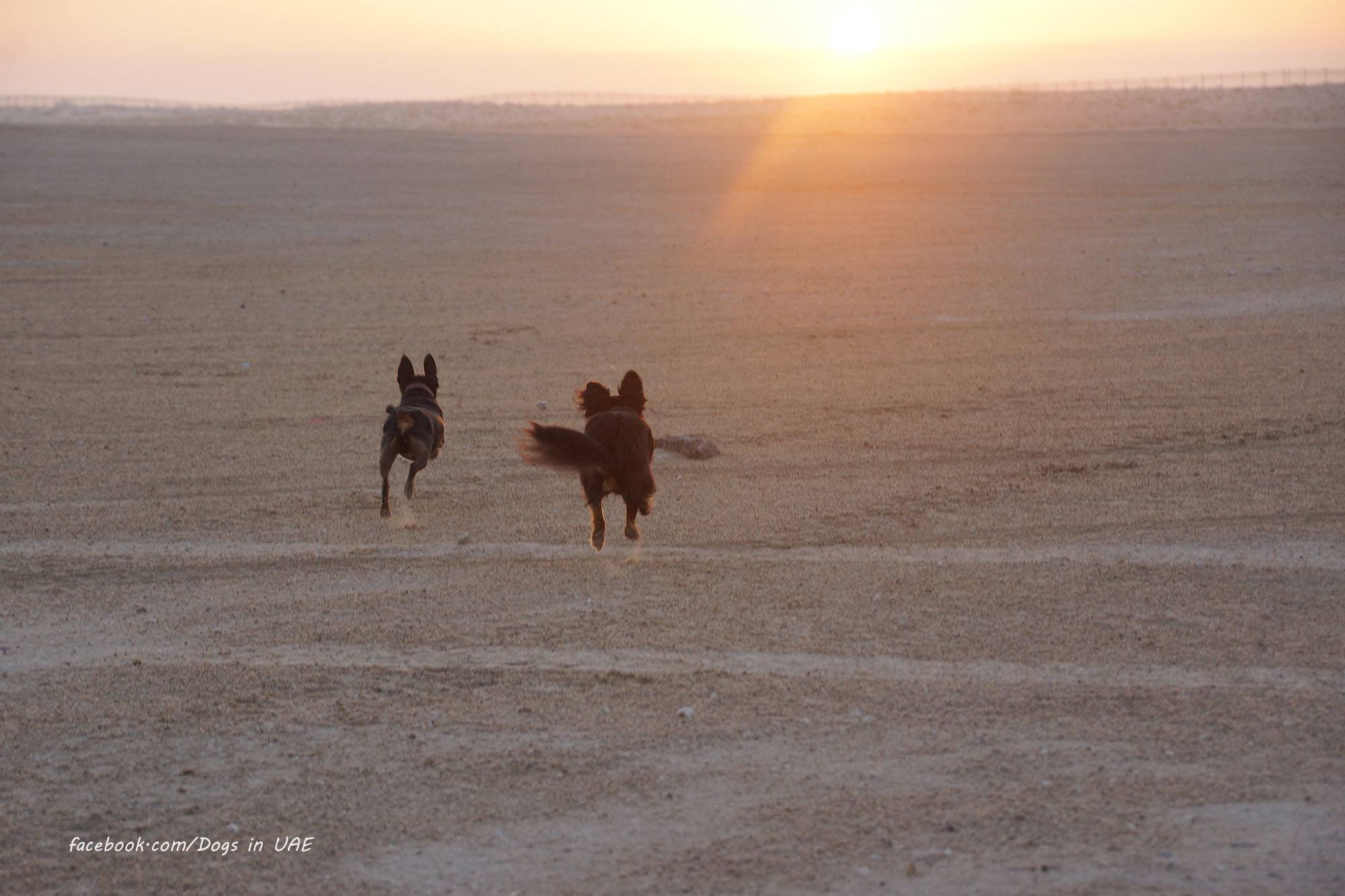 Dogs in UAE