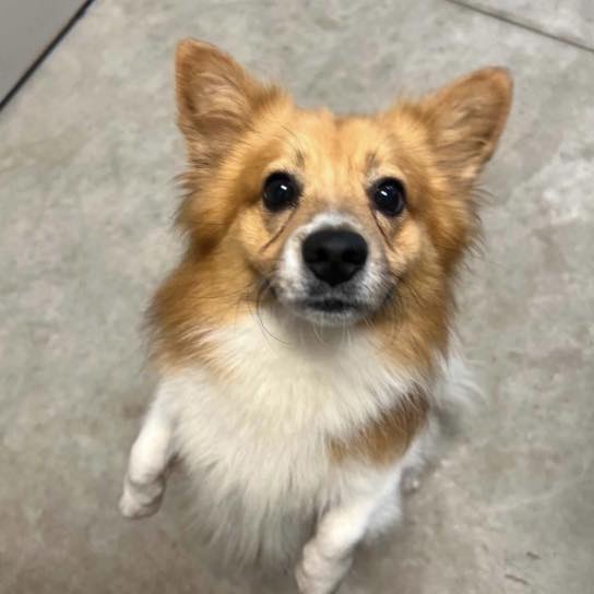 Cute Sammy is still available... - Cry for Help Animal Rescue | Facebook