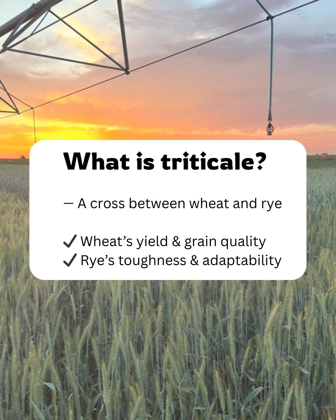 Trical Superior Forage