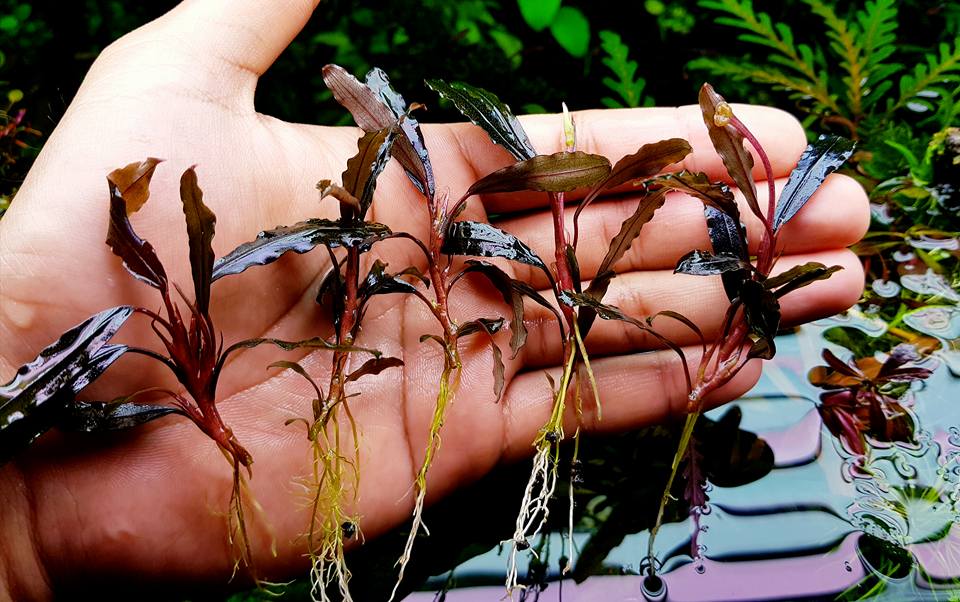 Bucephalandra Motleyana Black Purple Very uncommon now