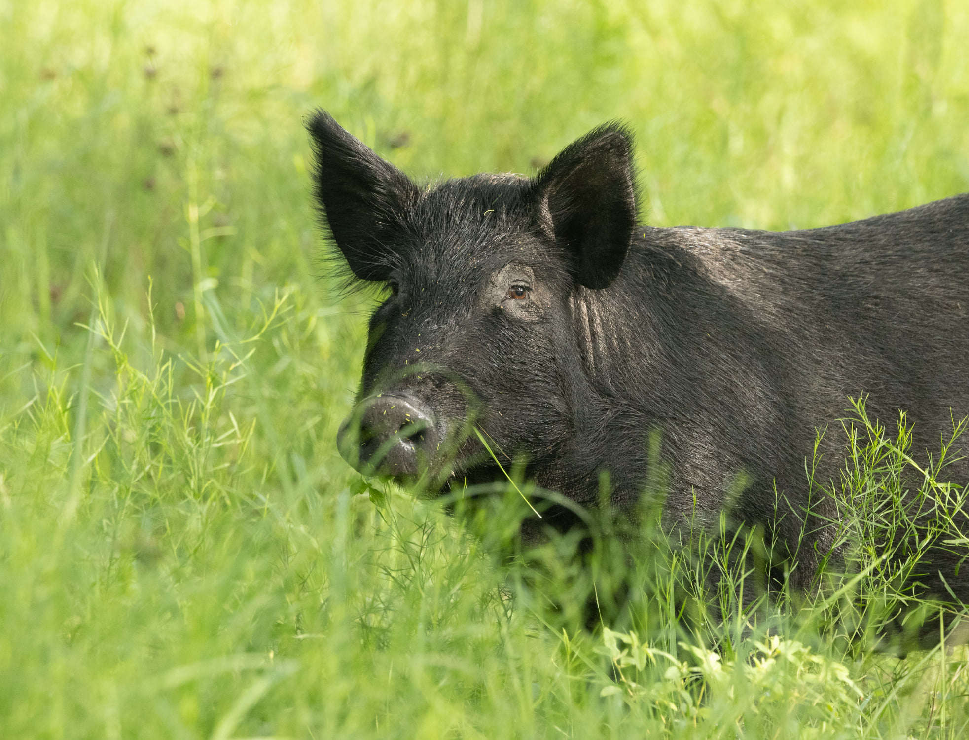 Fennessey Ranch | Refugio TX