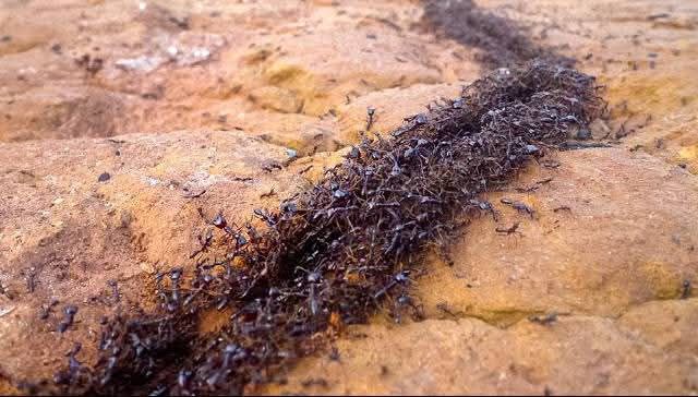 🐜 SPIRITUAL MEANING OF SEEING... - Abogunrin Olalekan Femi | Facebook