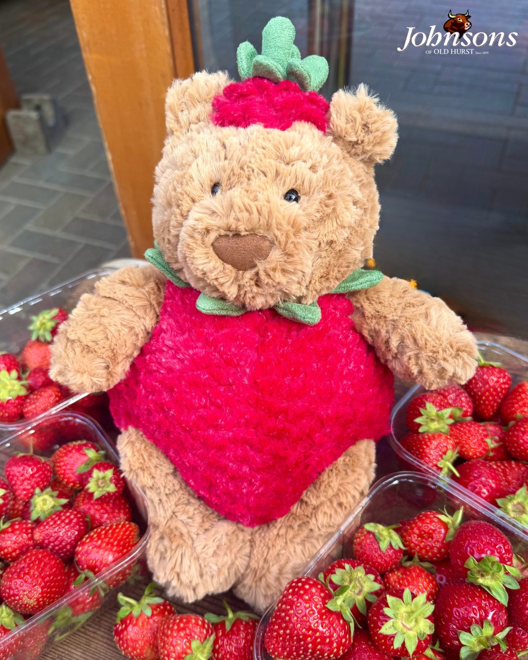CURRENTLY SOLD OUT - AWAITING MORE STOCK‼️ 🍓🐻 He's back