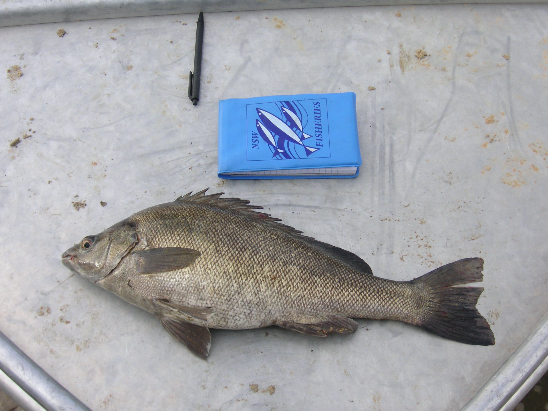 NSW Fisheries - Patrols on Murray Cod opening lead to... | Facebook