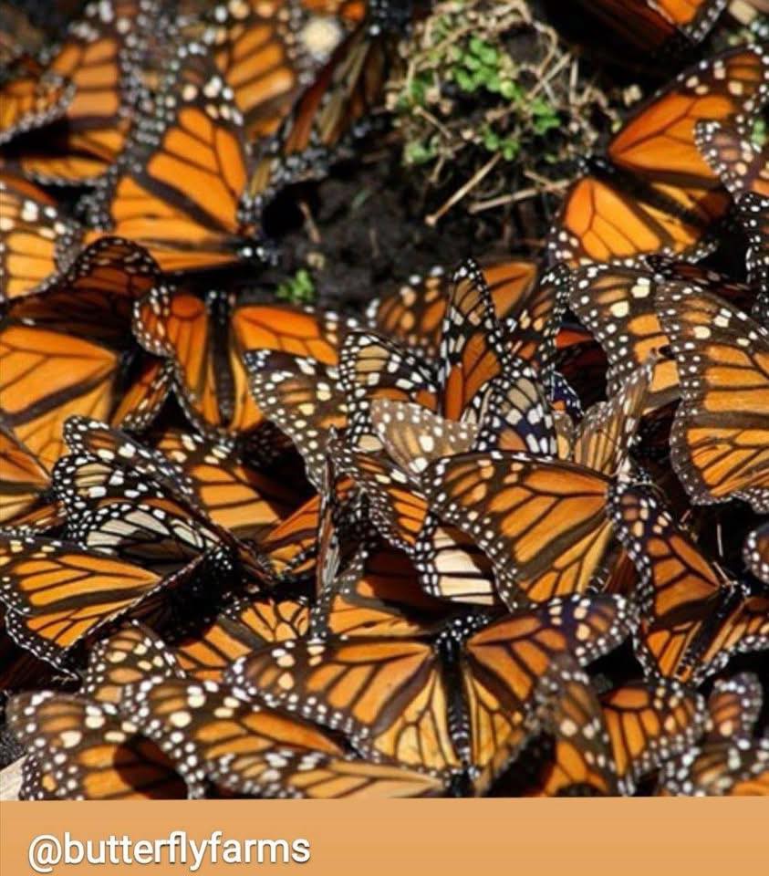 Programa Correo Real- Mariposa Monarca | Saltillo