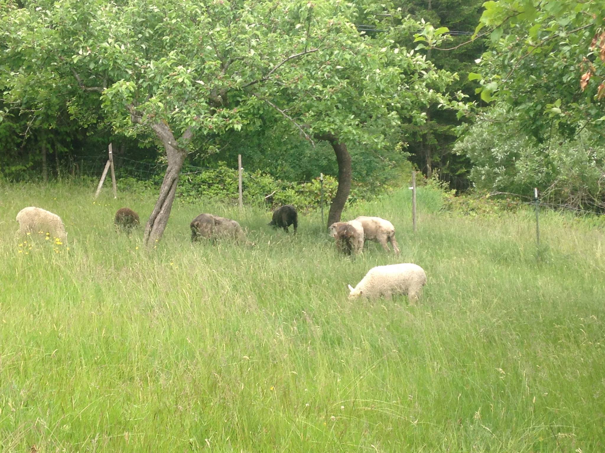 Halstead Farm | Merville BC