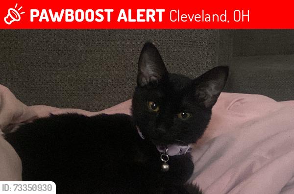 🚨 Kitty was LOST September 2, 2026 in Cleveland, OH 44120 near E