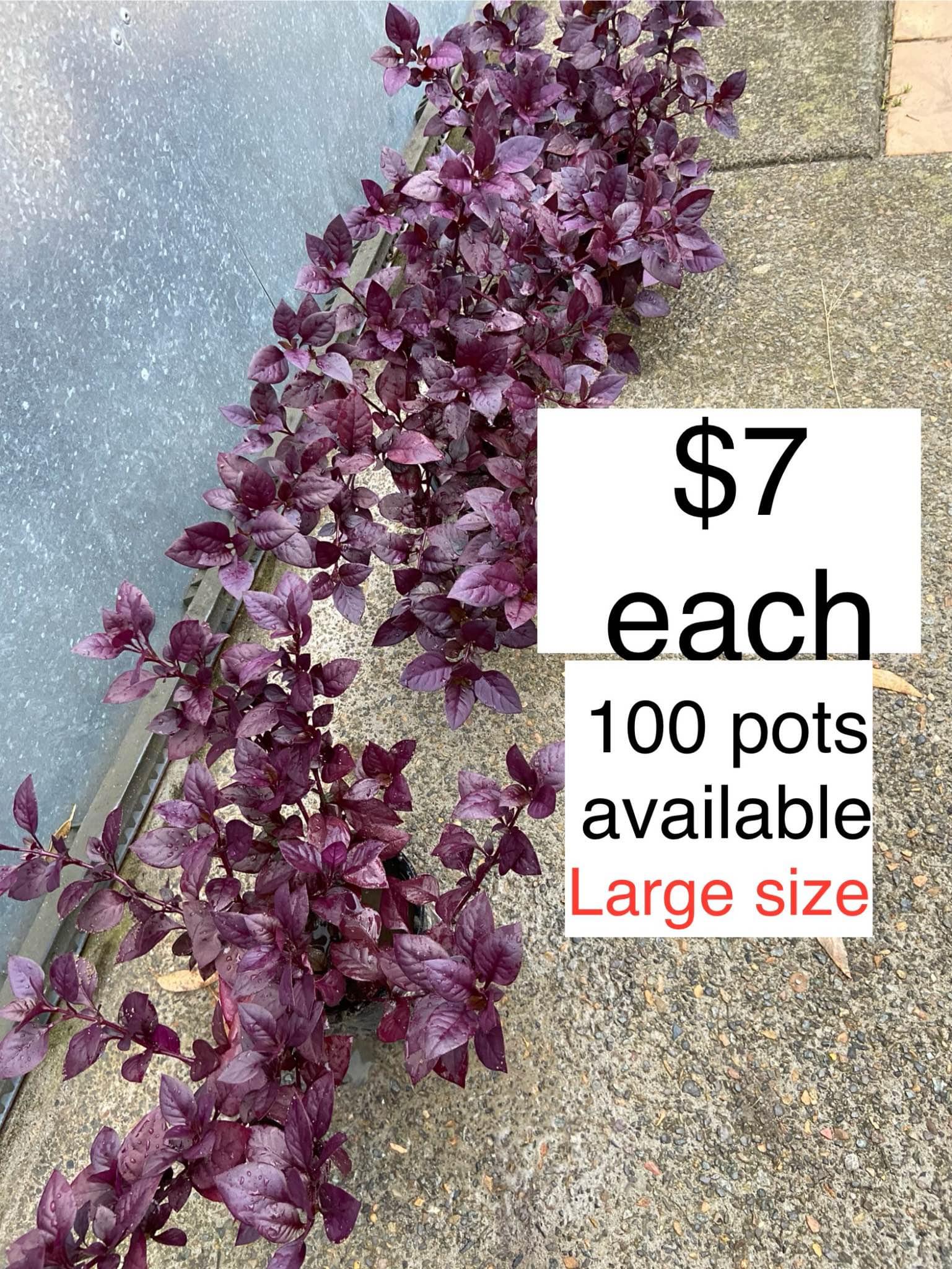 Large size little red ruby at $7 each,pick up Carlton - Plants ...
