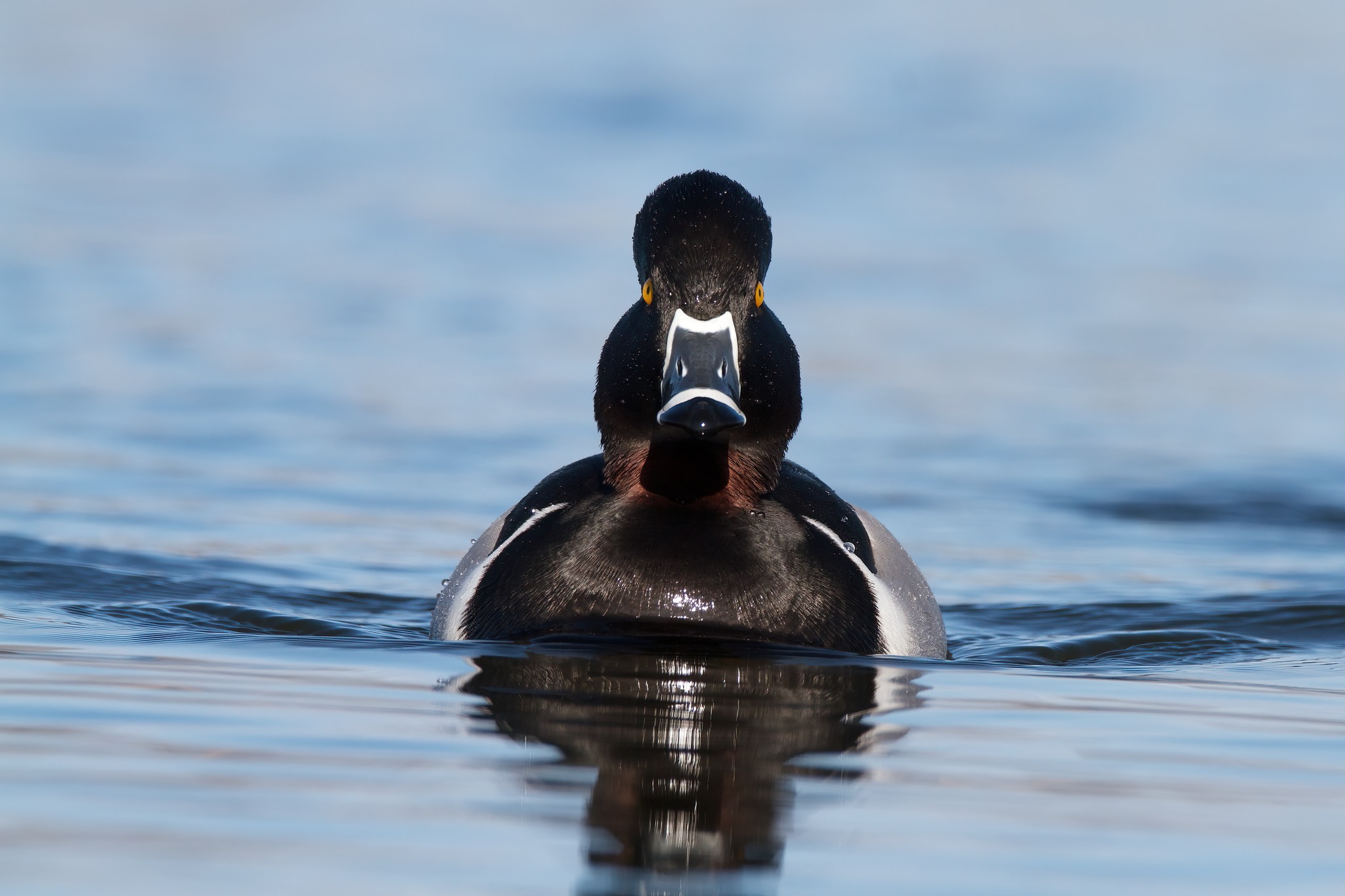 Ducks Unlimited Calendar Raffle - Minnesota