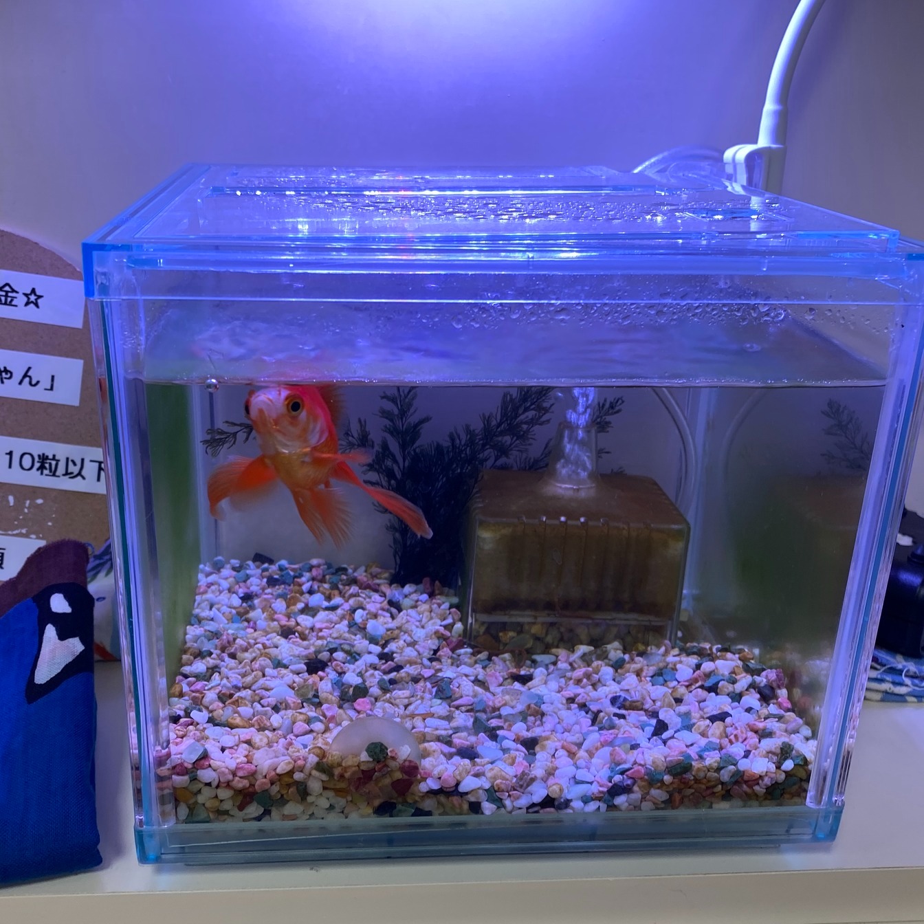 緑樹棟ききょうです 金魚のらんちゃんが予想より大きく成長してきて 