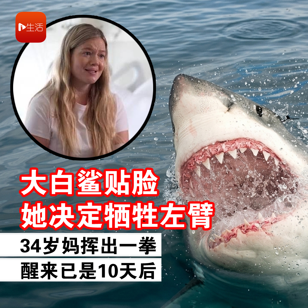 lize血統.清櫻2頭、大白鯊2頭。