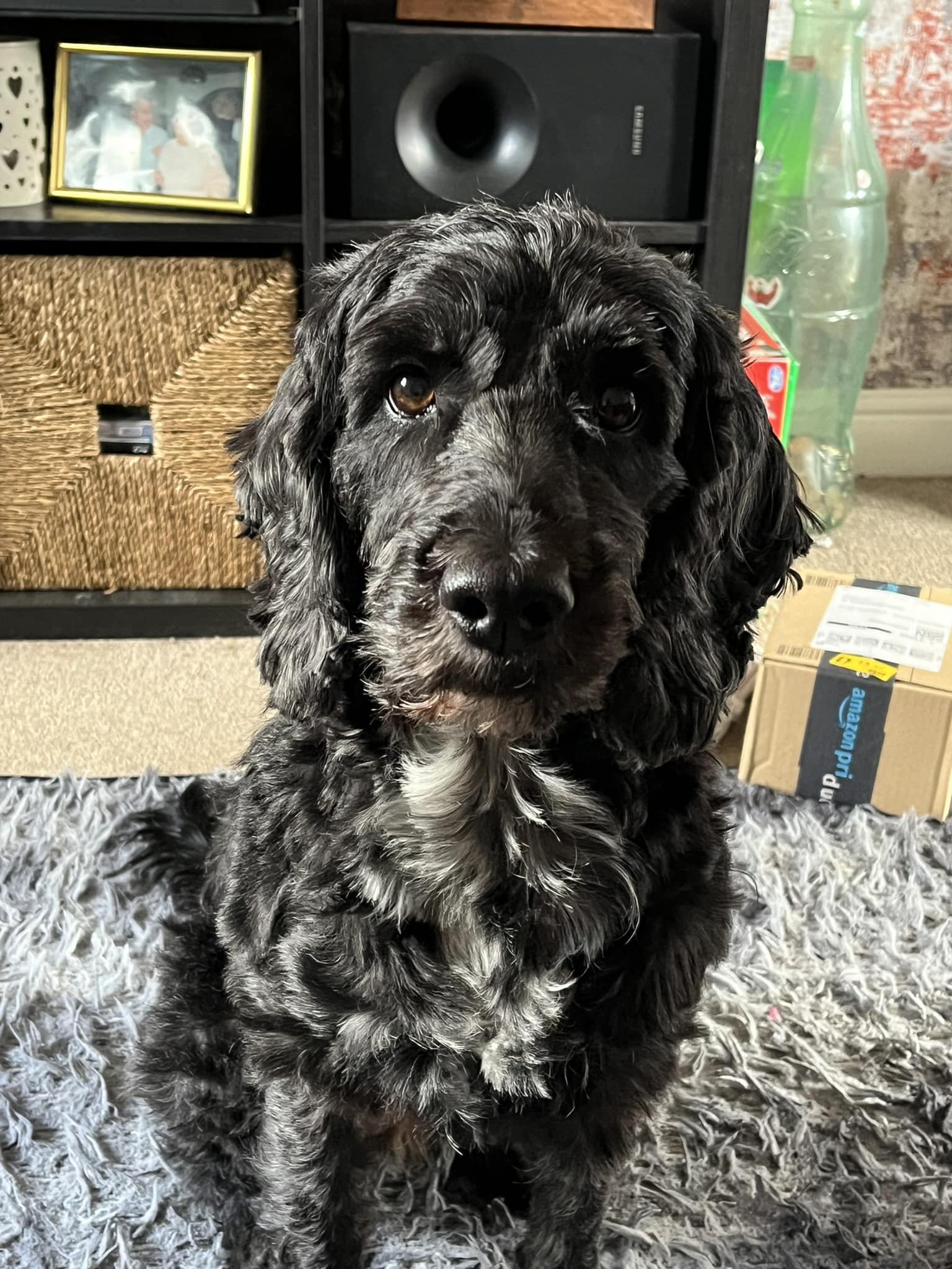 Cockapoo Owners Club | Wondering if anyone has any advice | Facebook