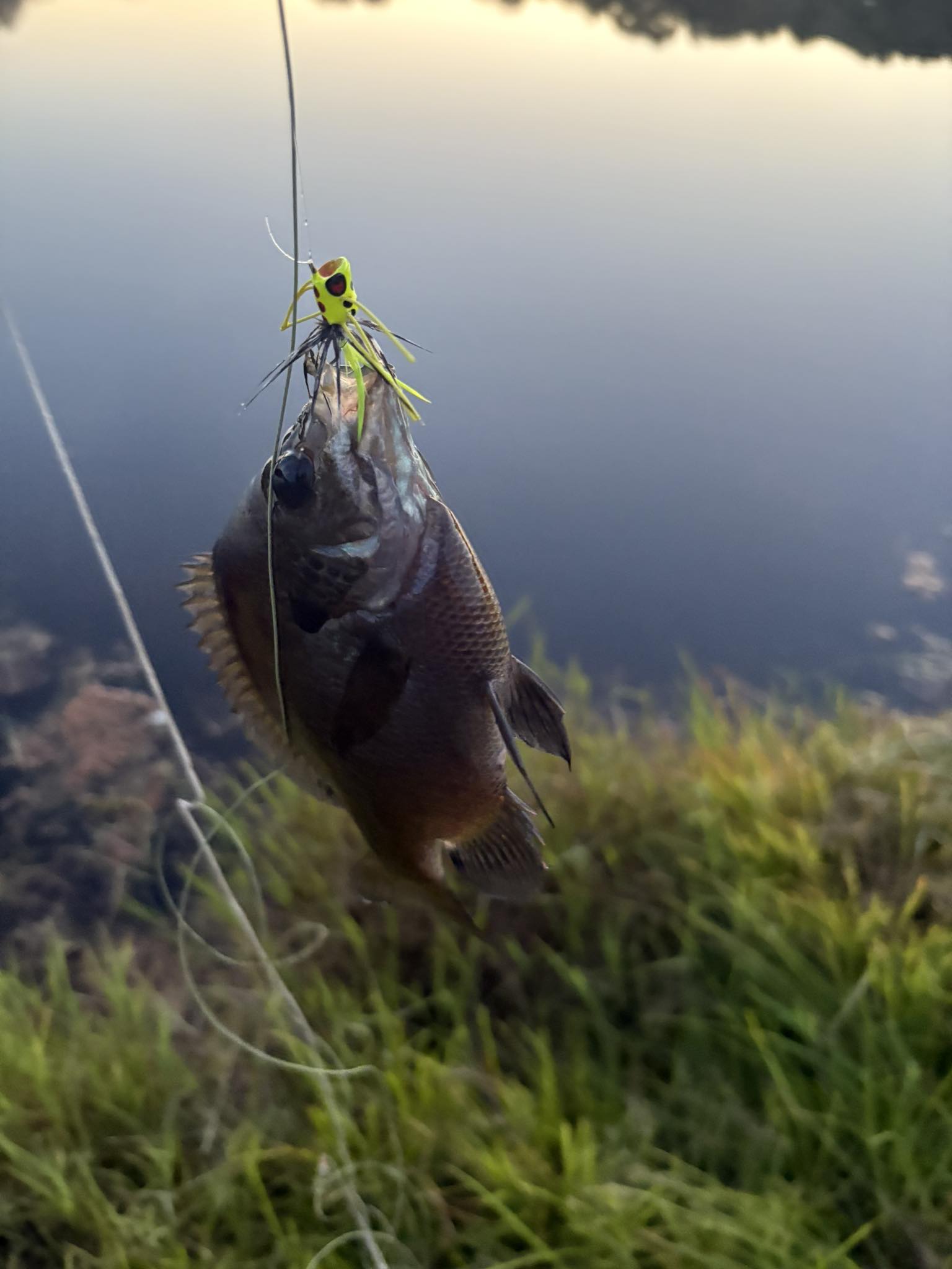 bluegill fishing fly rod EP #1/0 Summer Panfish: Bluegills are Not