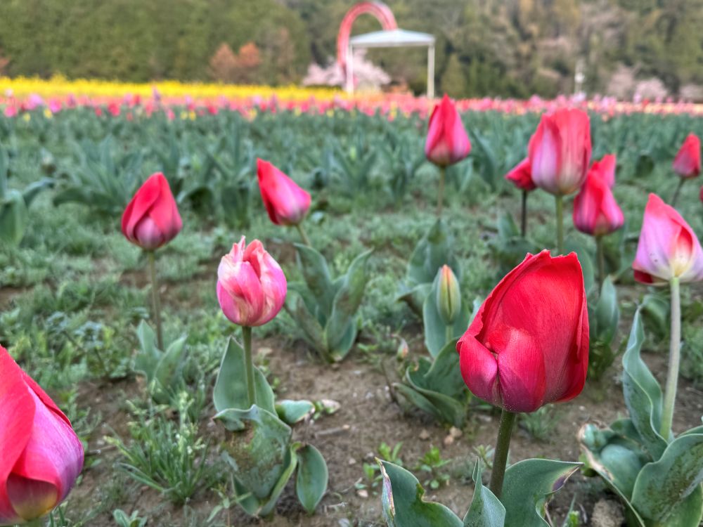 花木開花情報】 ・フラワーパーク チューリップ、ネモフィラ、菜の花