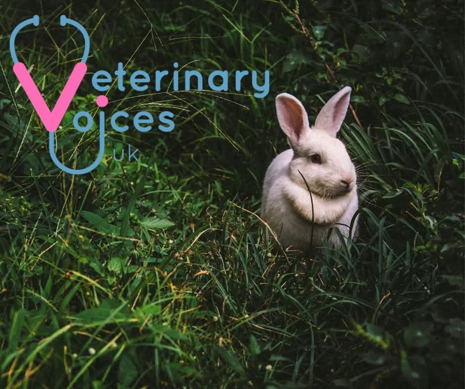 Veterinary - #RabbitAwarenessWeek 🐰Rabbit Body Condition Scoring 🐰 ...
