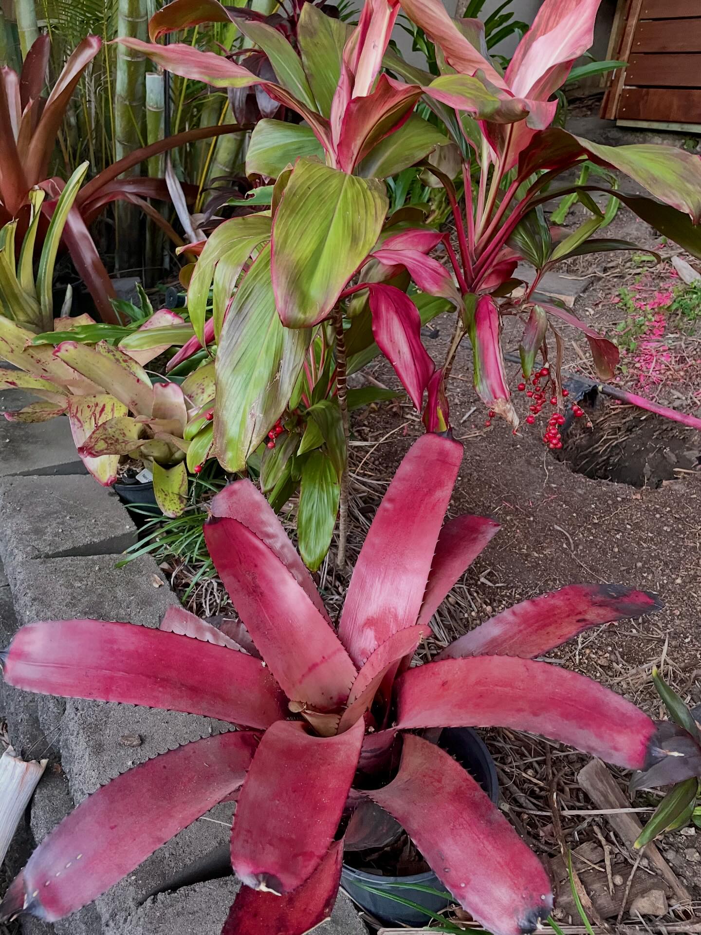 Neoregelia Black Opal x MacPink #neoregelia #bromeliad
