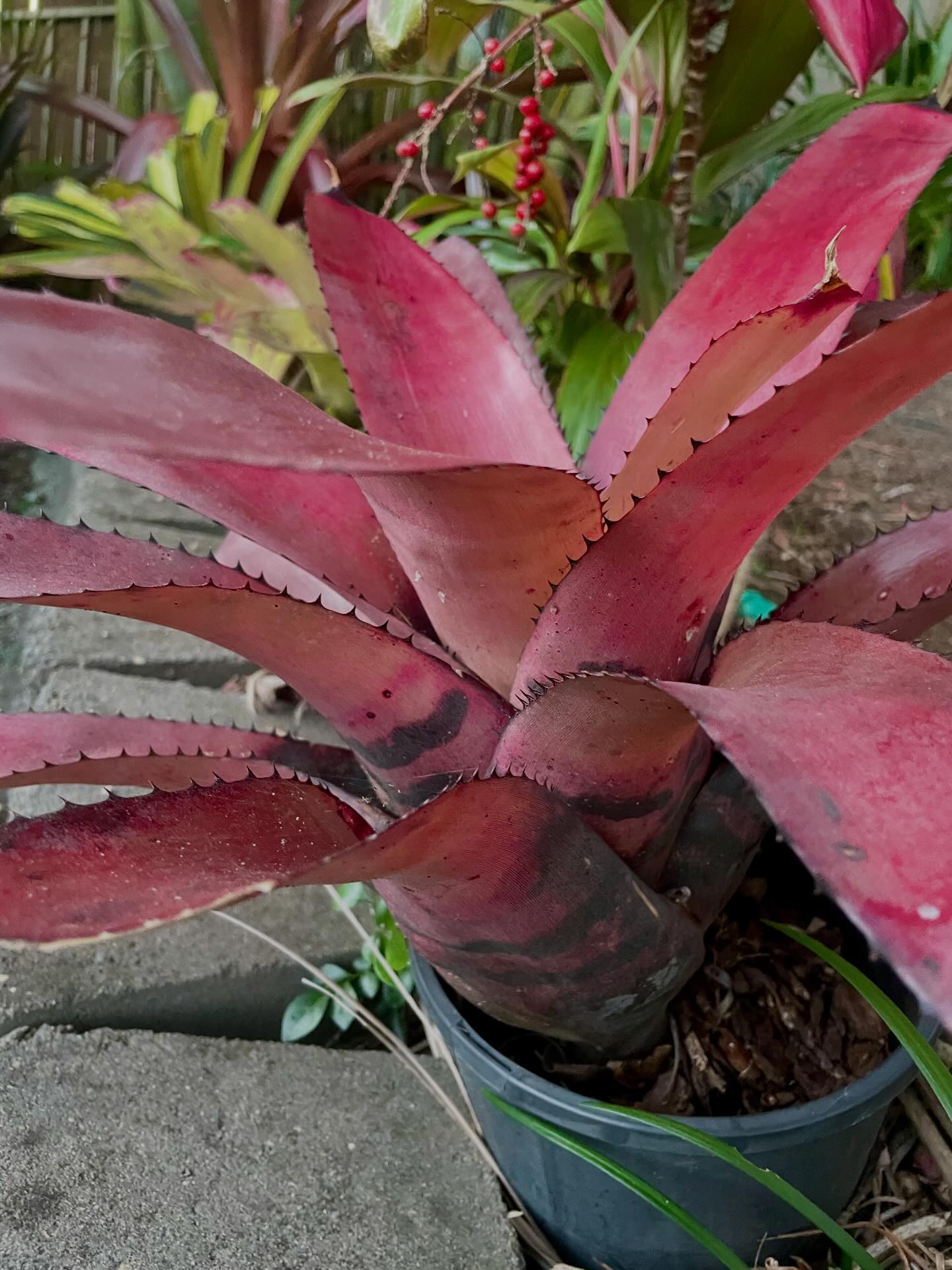 Neoregelia Black Opal x MacPink #neoregelia #bromeliad
