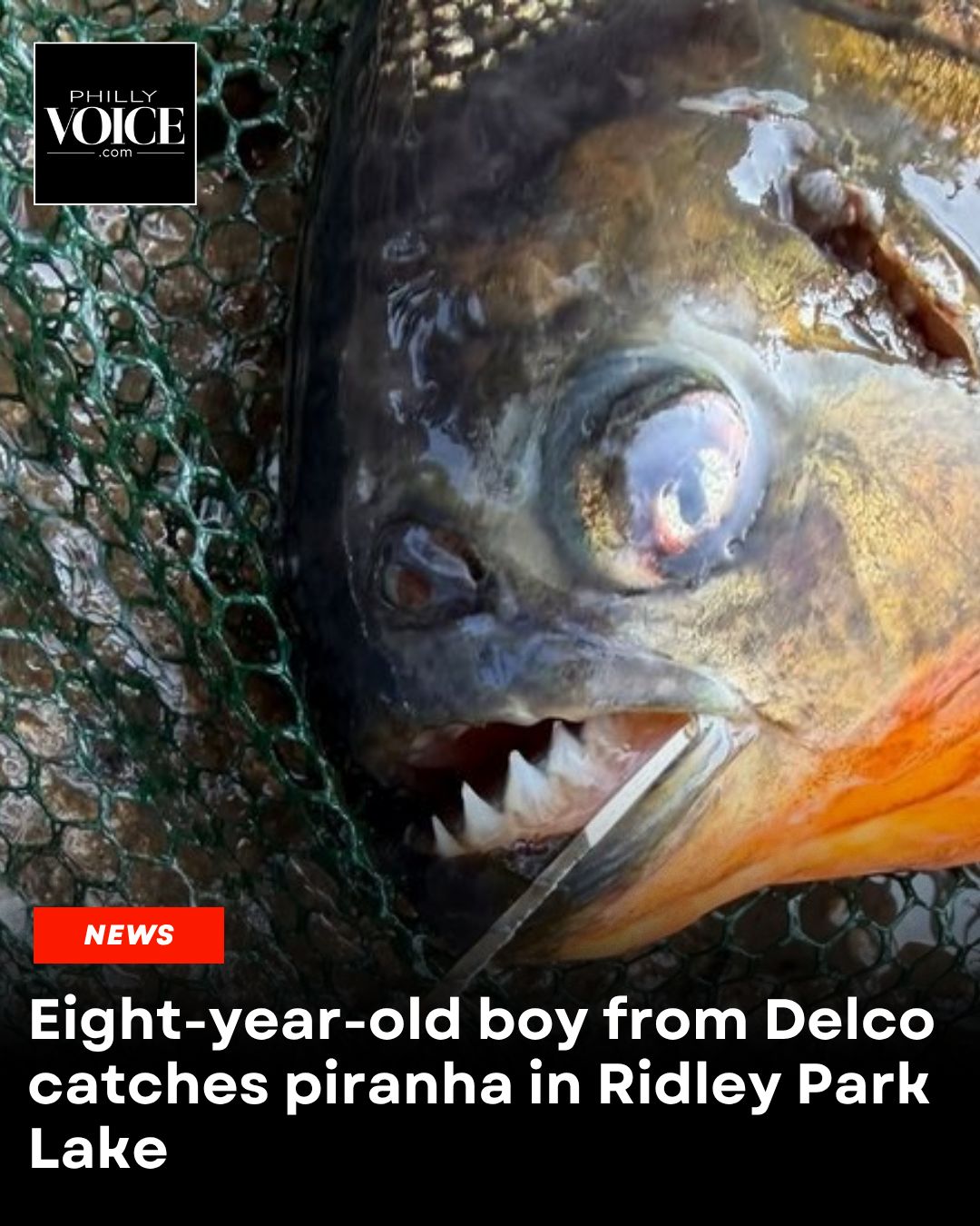 The toothy omnivorous fish, normally found in the Amazon, was likely an 