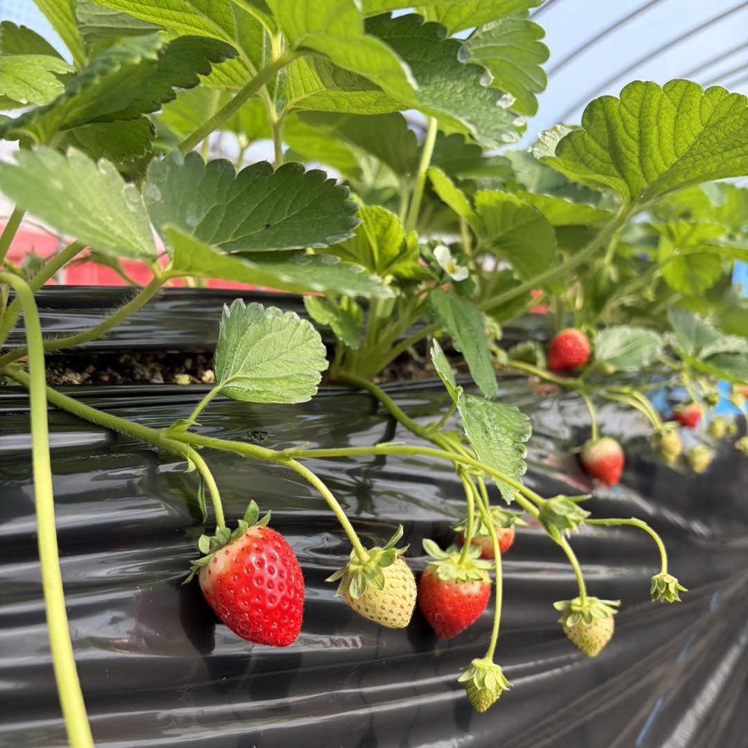 🍓✨ いちごの苗 販売開始しました✨🍓 いちごの季節に向けて、いちご