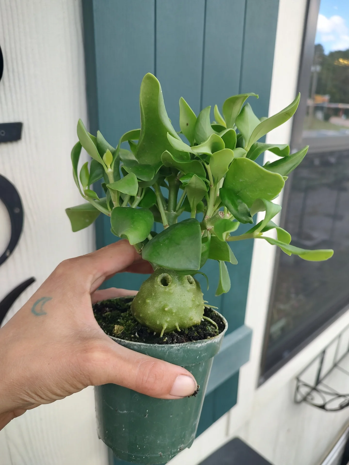 Do you like weird plants? Check out these Ant Plants (Myrmephytum