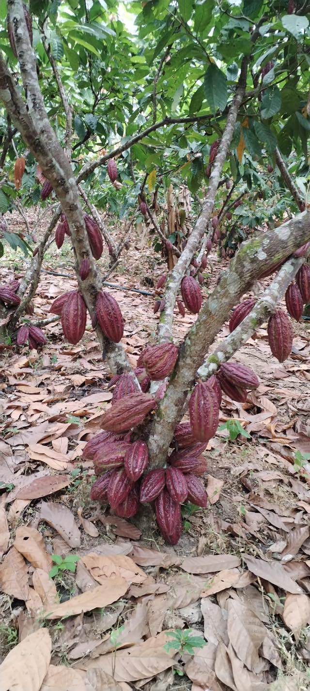 Vivero de Cacao Ramilla | Cañar