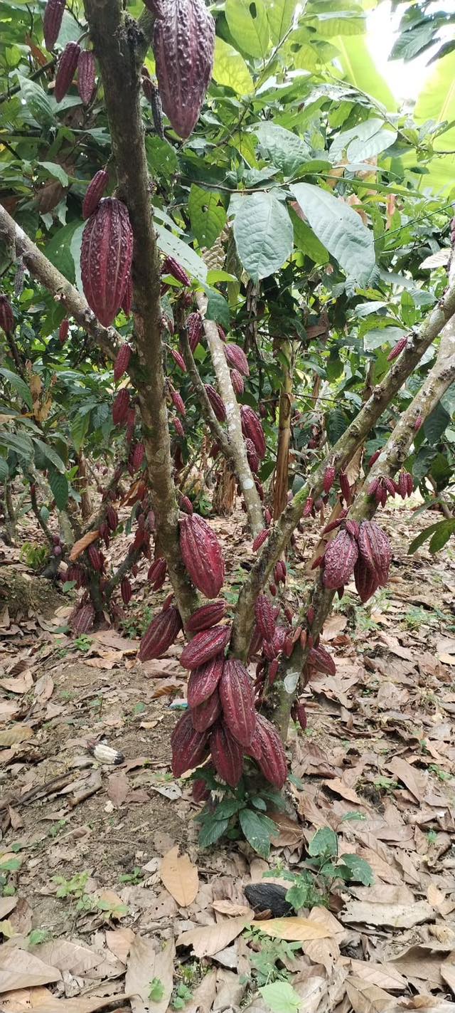 Vivero de Cacao Ramilla | Cañar