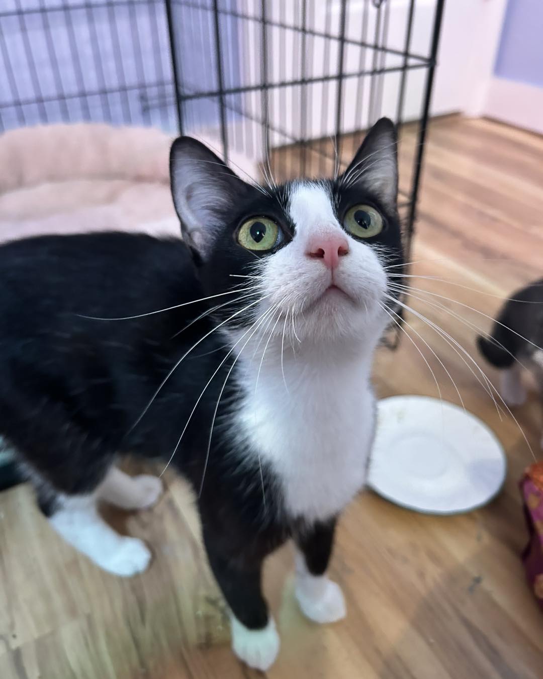 kitty様❾❽ Mama Kitty and her last kitten, Winky🖤🤍🩶. Both looking for