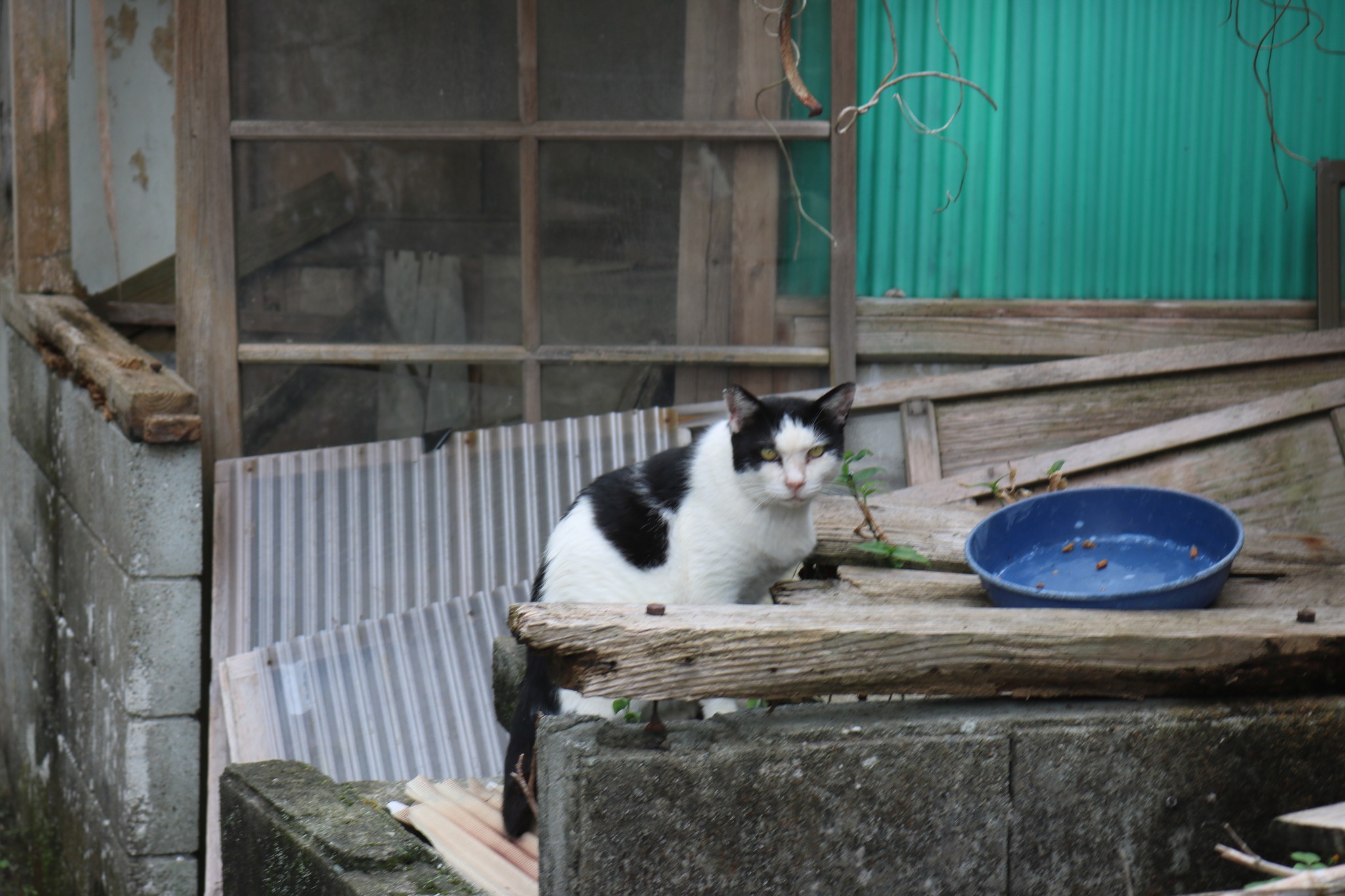 Cat Island Aoshima added a new photo. - Cat Island Aoshima